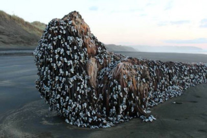 strange object spotted on new zealand beach leaves people guessing strange object spotted on new zealand beach leaves people guessing