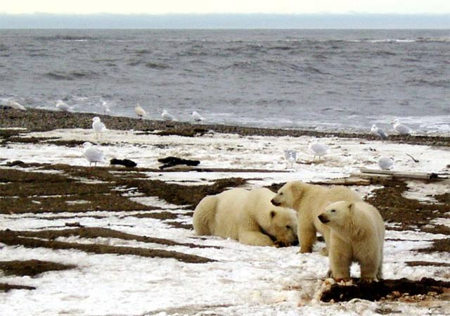 a polar bear sow and two cubs are seen on the beaufort sea coast within the 1002 area of the arctic national wildlife refuge in this undated handout photo provided by the u s fish and wildlife service alaska image library on december 21 2005 photo reuters