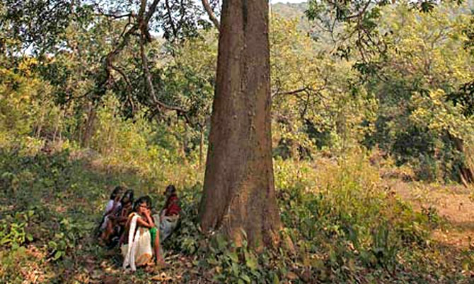 India's landmark forest rights law hobbled by conflicting policies: report