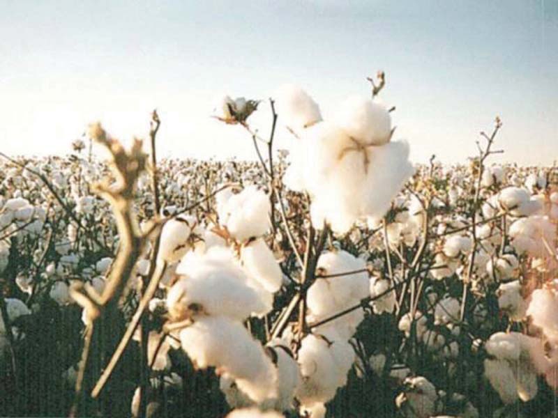 textile ministry secretary said the performance of central cotton committee had improved with particular focus on the collection and use of cotton cess for crop improvement and assistance to farmers photo file