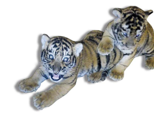 both cubs are healthy and feeding on their mother s milk both cubs are healthy and feeding on their mother s milk
