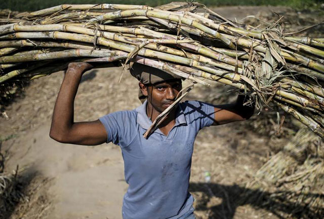 a worker carries a bundle of sugarcane on his head at a farmland near modinagar india photo reuters