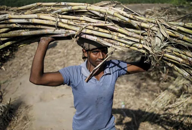 a worker carries a bundle of sugarcane on his head at a farmland near modinagar india photo reuters a worker carries a bundle of sugarcane on his head at a farmland near modinagar india photo reuters