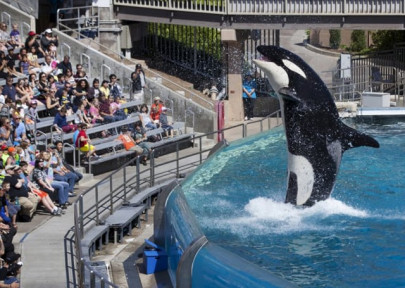 must watch killer whales feast on shark must watch killer whales feast on shark