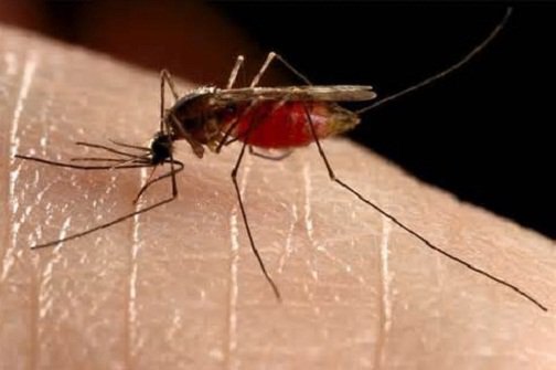 brace yourself for new mosquito borne disease