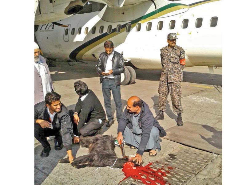 a goat being slaughtered before an atr flight photo inp