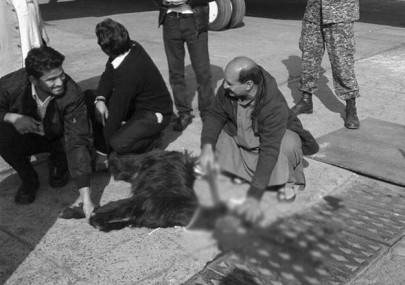 planes goats and pains planes goats and pains