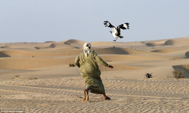 a man chases after his hunting falcon which has caught and dragged down a houbara bustard over the desert photo afp a man chases after his hunting falcon which has caught and dragged down a houbara bustard over the desert photo afp