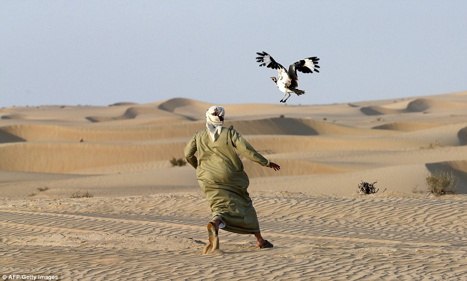 a man chases after his hunting falcon which has caught and dragged down a houbara bustard over the desert photo afp