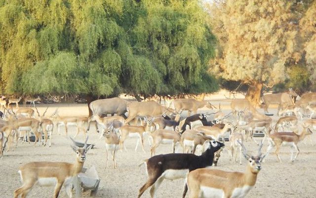 blackbucks and deer at lal suhanra national park photo nativepakistan com blackbucks and deer at lal suhanra national park photo nativepakistan com