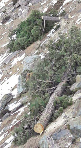 felling of trees continues unabated in g b region felling of trees continues unabated in g b region
