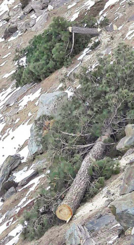 a felled tree in the valley photo shabbir mir express a felled tree in the valley photo shabbir mir express