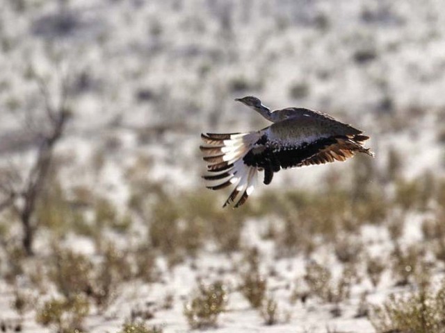 the prime minister had earlier granted approval for the endowment fund for migratory birds