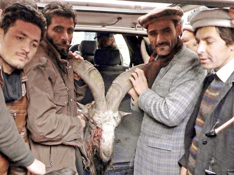g b officials pose with the markhor hunted by rex baker photo express