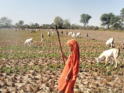 rs3 4 million distributed among herders