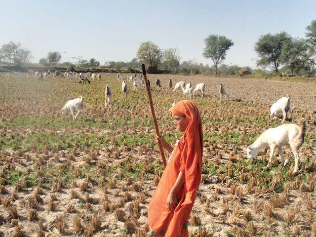 seven year old zahida shar a resident of guhram shar ji wandh village has been forced to forego education and herd goats all day photos express seven year old zahida shar a resident of guhram shar ji wandh village has been forced to forego education and herd goats all day photos express