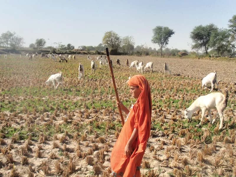 seven year old zahida shar a resident of guhram shar ji wandh village has been forced to forego education and herd goats all day photos express seven year old zahida shar a resident of guhram shar ji wandh village has been forced to forego education and herd goats all day photos express