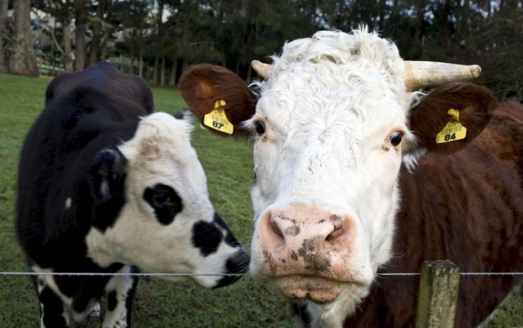 cows are seen near the fence of a pastoral farm photo reuters