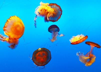 jellyfish influx threatens fishermen s business jellyfish influx threatens fishermen s business