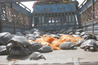 illegal trade of wildlife rife in country survey