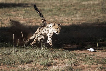 cheetahs sprinting towards extinction