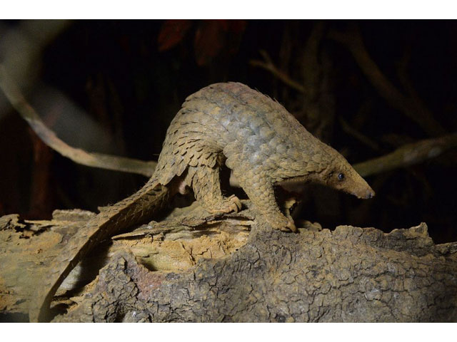 chinese customs have seized over three tonnes of pangolin scales   an estimated 7 500 of the creatures could have been killed to make up the trafficked shipment photo afp