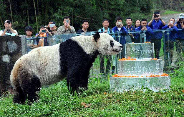 the world 039 s oldest male panda with more than 130 descendants    a quarter of all the captive bred pandas on the planet    has died aged 31 photo afp