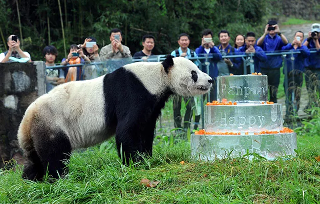 the world 039 s oldest male panda with more than 130 descendants a quarter of all the captive bred pandas on the planet has died aged 31 photo afp the world 039 s oldest male panda with more than 130 descendants a quarter of all the captive bred pandas on the planet has died aged 31 photo afp