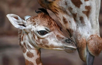 calf of rare giraffe species born in uk zoo