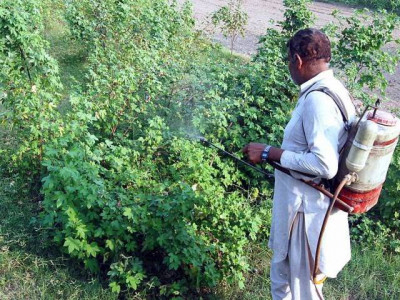 agri dept warns farmers of pest attacks agri dept warns farmers of pest attacks