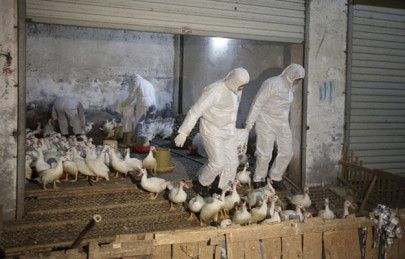 china bird flu has not spread no impact on poultry market