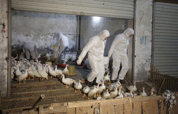 recent outbreaks of bird flu in china have been handled in a quot timely and effective quot manner without spreading and have not affected chicken products or prices photo reuters