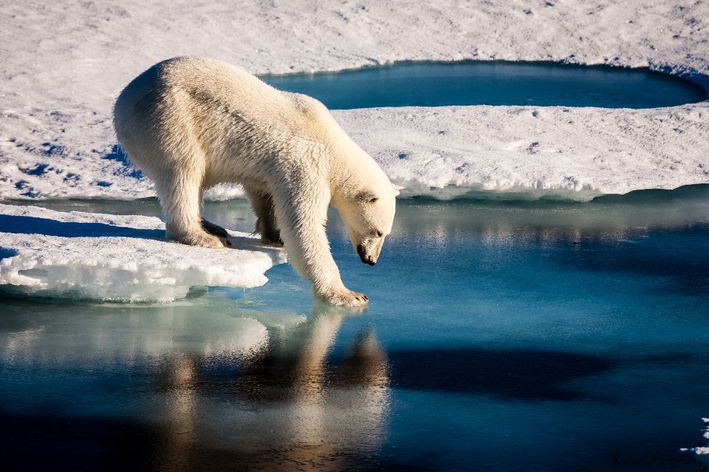 there is a 70 chance that the global polar bear population estimated at 26 000 will decline by more than 30 over the next 35 years according to the latest assessment photo afp