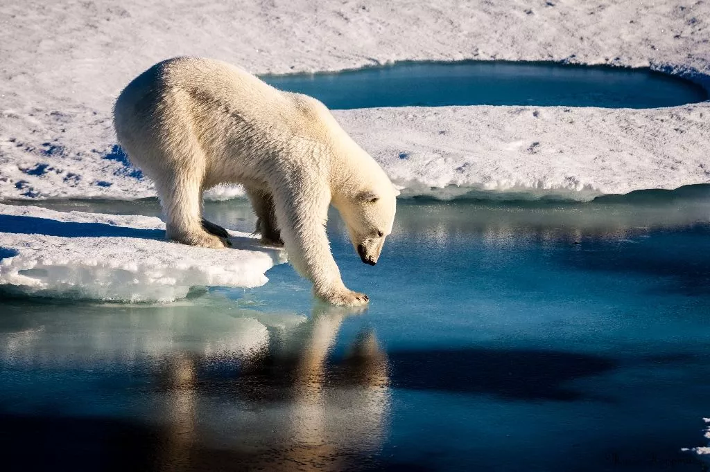 there is a 70 chance that the global polar bear population estimated at 26 000 will decline by more than 30 over the next 35 years according to the latest assessment photo afp there is a 70 chance that the global polar bear population estimated at 26 000 will decline by more than 30 over the next 35 years according to the latest assessment photo afp