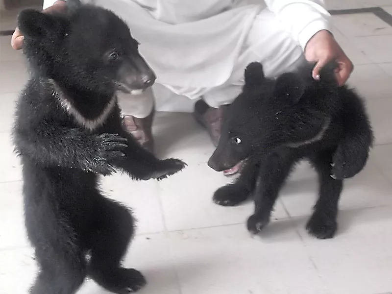 black bear cub transferred to sanctuary black bear cub transferred to sanctuary