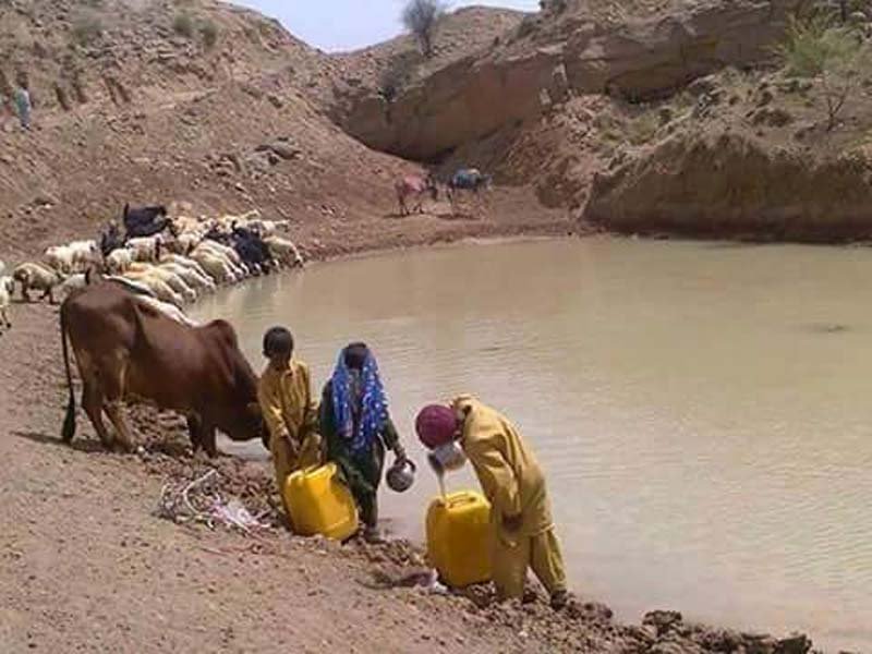 Animals, humans drink from same pond in Kamber-Shahdadkot