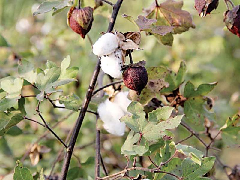 increasing yield plan to promote cotton crop devised