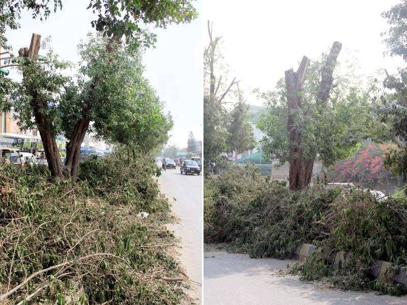 the residents claimed that trees which were cut down include neem and conocarpus trees that used to provide shade to the people photos ayesha mir express