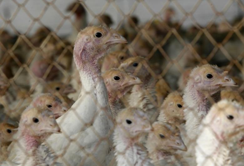 image of poultry is seen in a cage photo reuters