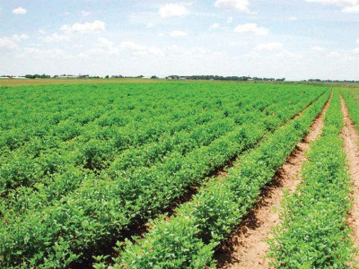 crop season parc expects rain to boost production
