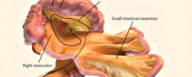 digital representation of the small and large intestines and associated mesentery digital representation of the small and large intestines and associated mesentery