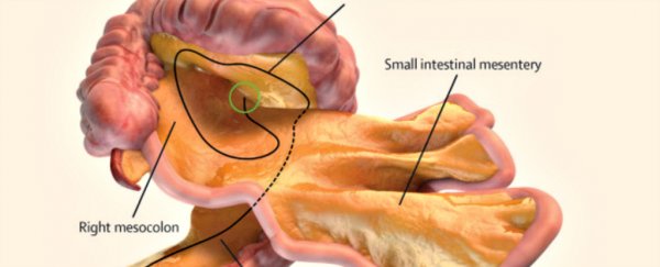 digital representation of the small and large intestines and associated mesentery