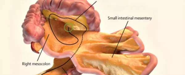digital representation of the small and large intestines and associated mesentery digital representation of the small and large intestines and associated mesentery