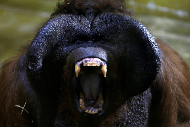 nunak bornean orangutan pongo pygmaeus yawns in the enclosure at usti nad labem zoo usti nad labem czech republic photo reuters