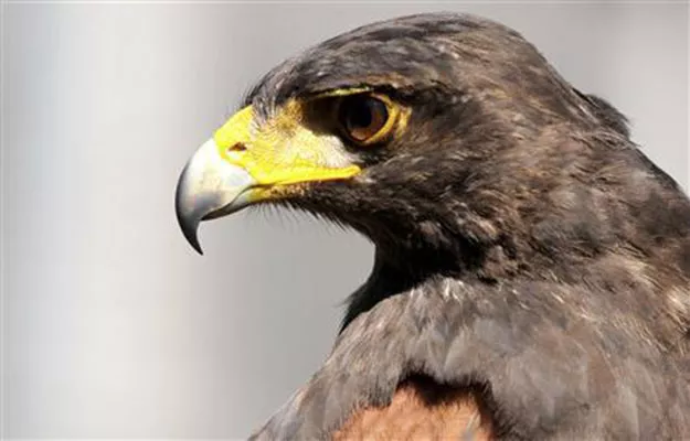 the new law bans dealing in and ownership of quot all types of wild and domesticated but dangerous animals quot gulf news daily said photo reuters the new law bans dealing in and ownership of quot all types of wild and domesticated but dangerous animals quot gulf news daily said photo reuters