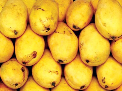 mou inked to improve chaunsa production