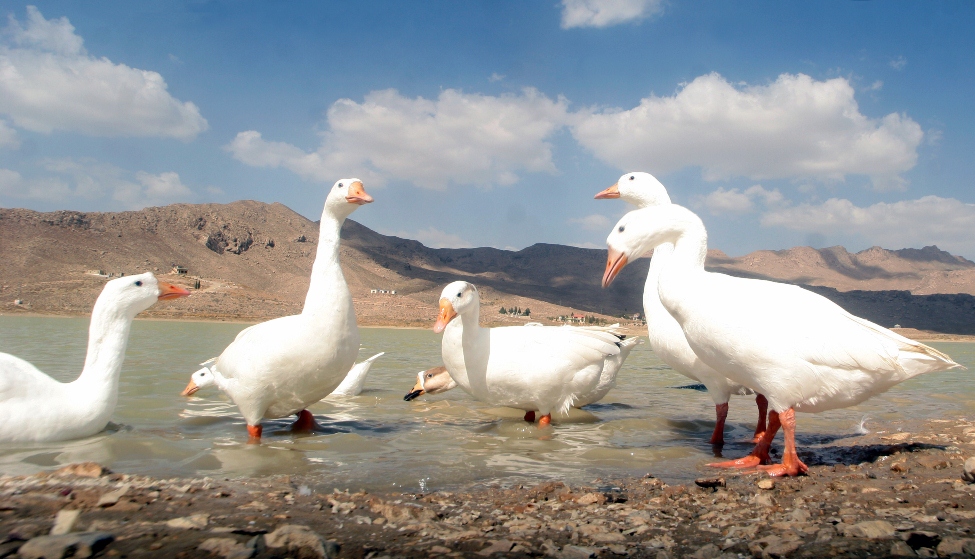 400 ducks distributed free among women in punjab