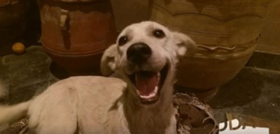 watch this malnourished wounded dog s miraculous journey to recovery in lahore watch this malnourished wounded dog s miraculous journey to recovery in lahore