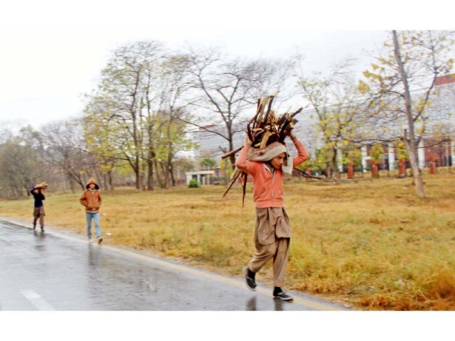 boys carry wood chopped from trees in islamabad photo muhammad javed express boys carry wood chopped from trees in islamabad photo muhammad javed express