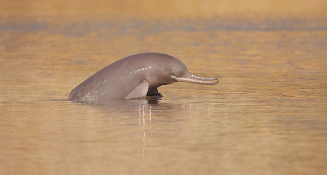photo wwf pakistan